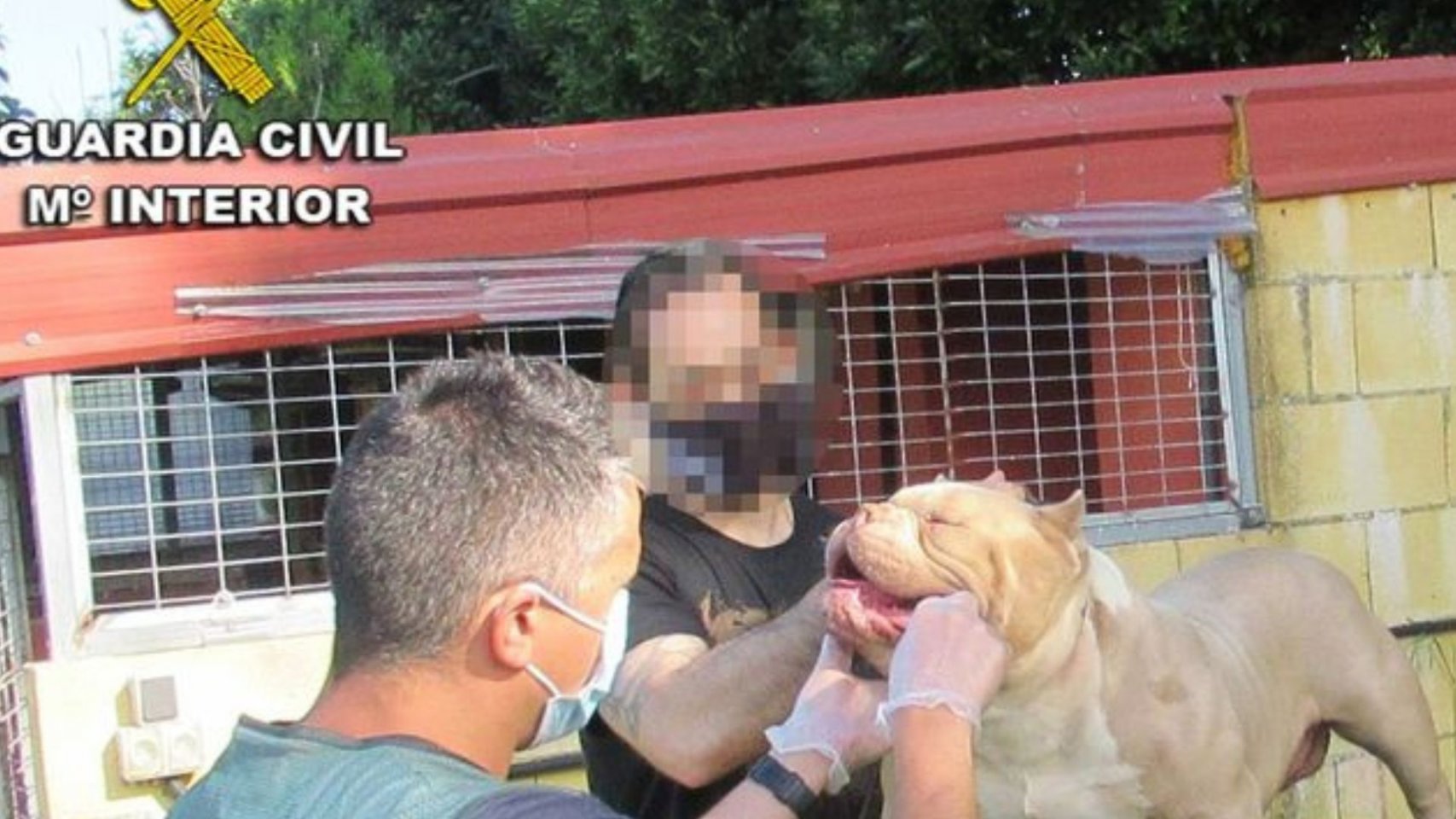 Mordiscos y desidia en sureste de Gran Canaria: Detienen al dueño de un pitbull tras un ataque sangriento