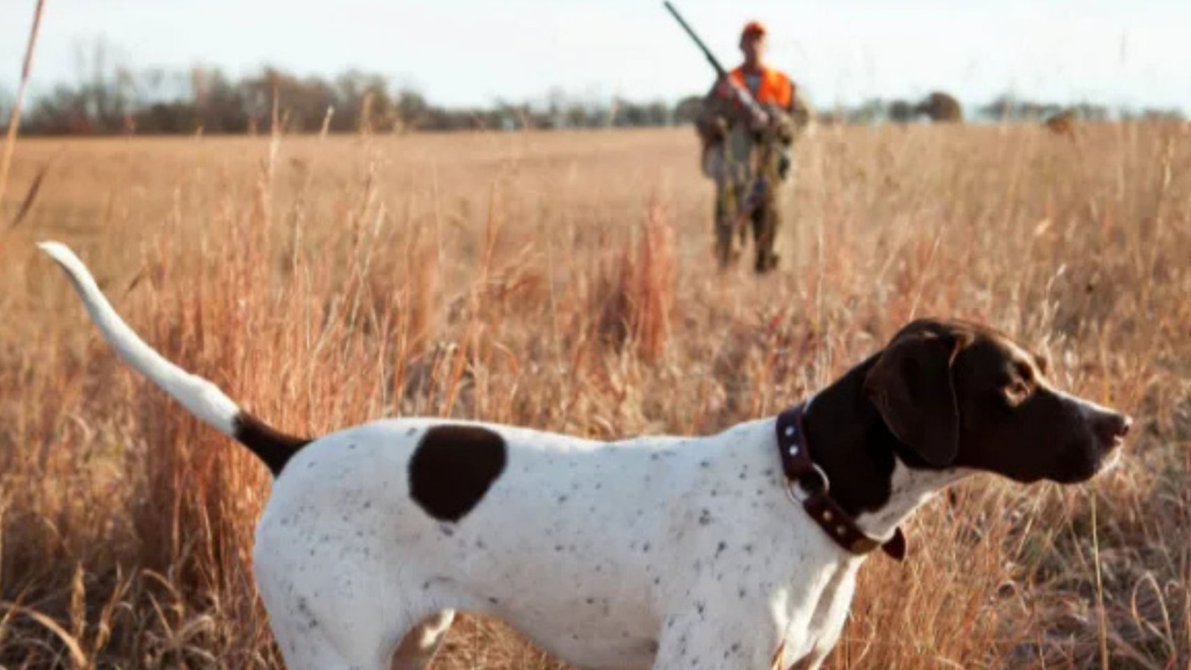 Arranca la temporada de entrenamiento para perros de caza en sur de Gran Canaria