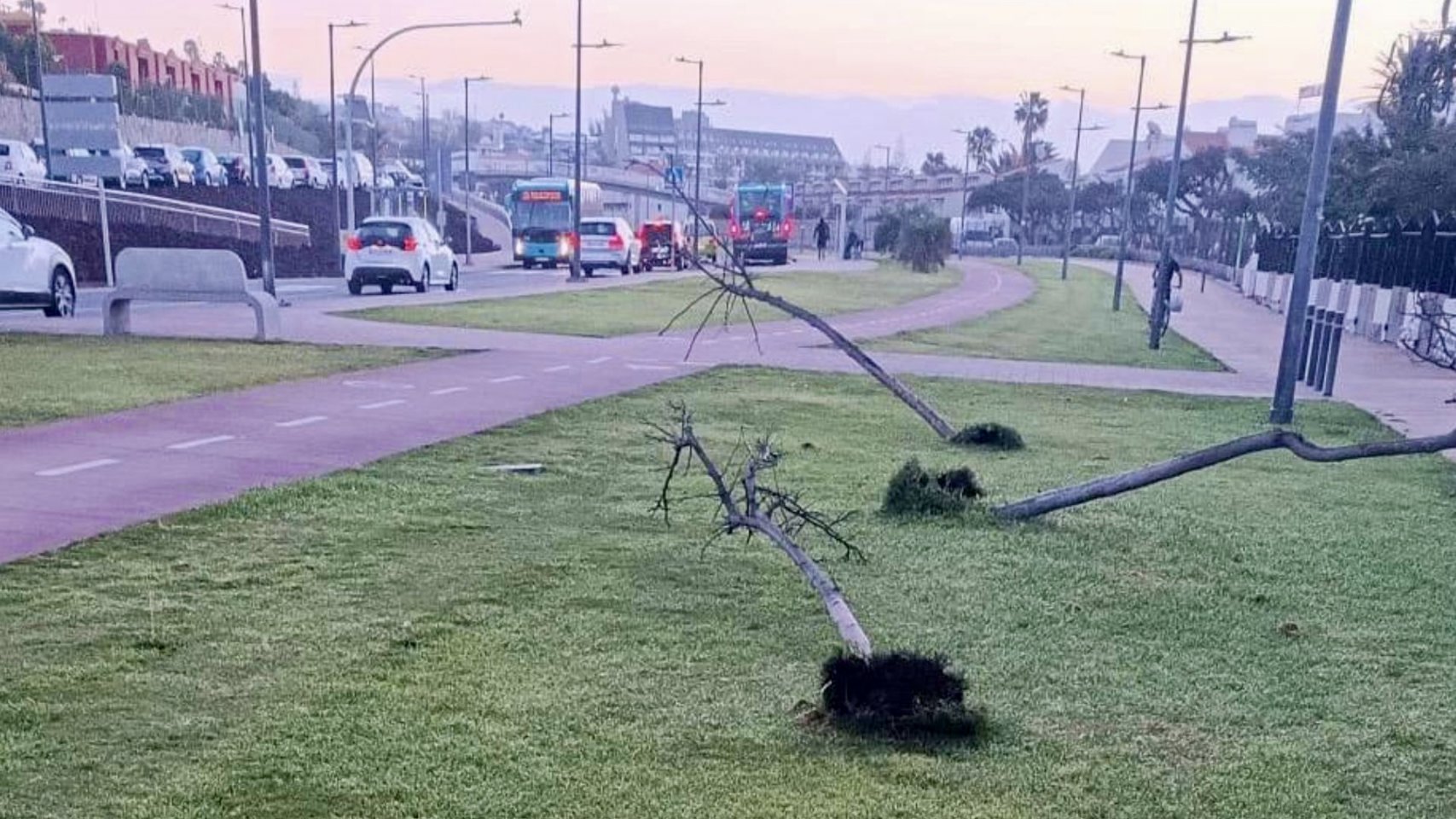 Arrancan cinco flamboyanes en un acto vandálico que indigna a los vecinos de Maspalomas