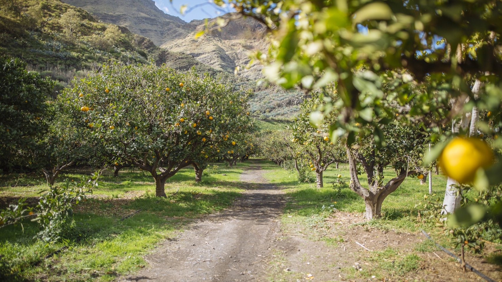 Dos medios y una agencia descubren la naturaleza activa de Gran Canaria