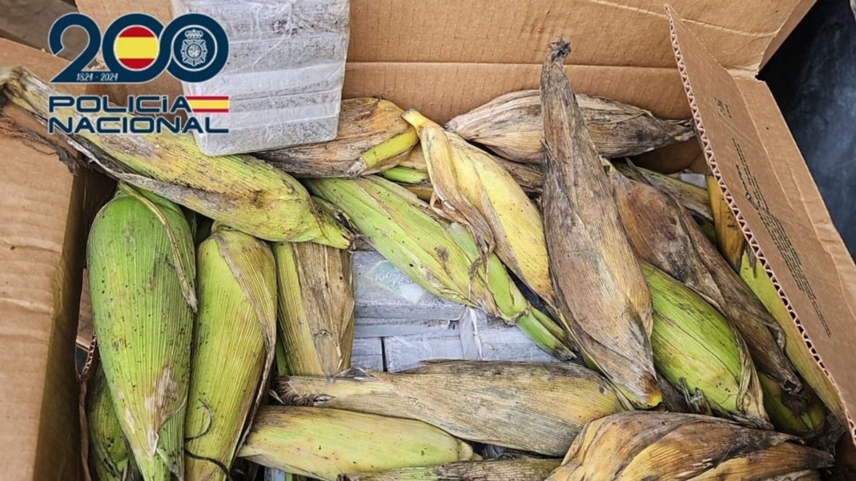 En Canarias: cae una red de narcotráfico con 350 kilos de hachís ocultos entre piñas de millo