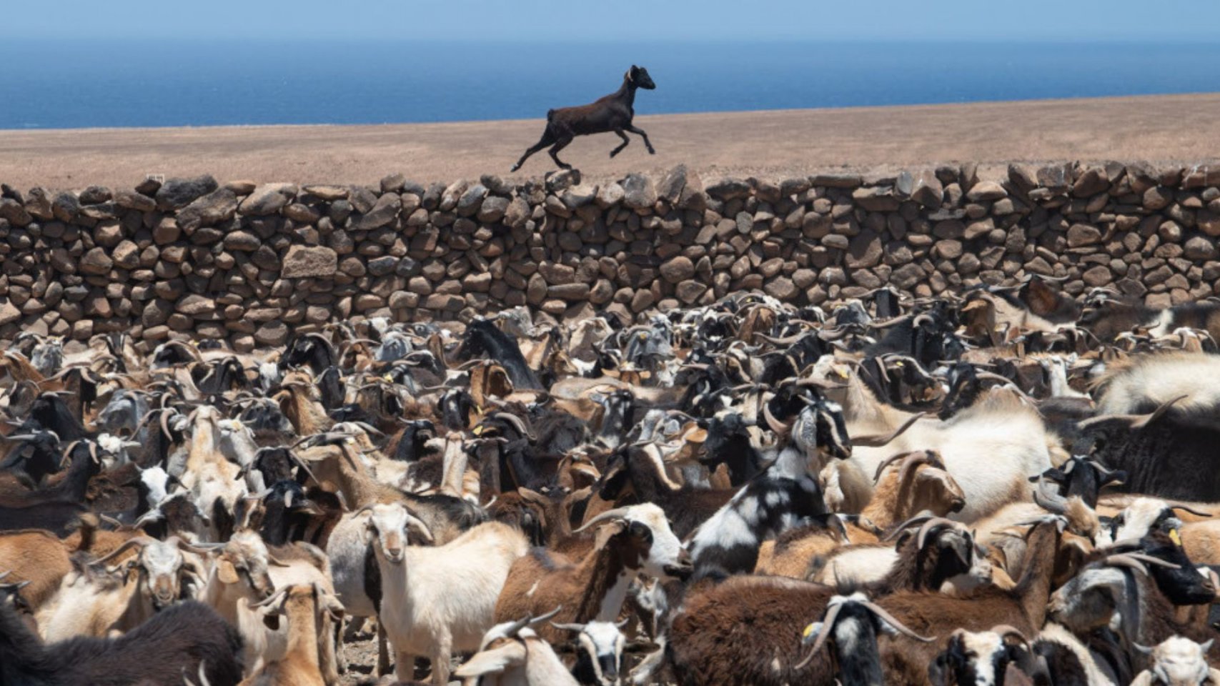 Las Palmas activa autorizaciones masivas para capturar cabras asilvestradas en los Riscos de Tirajana