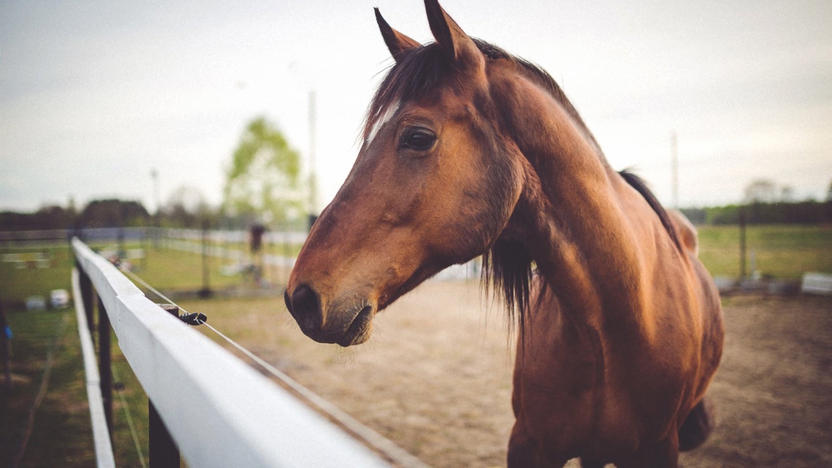 Confirmados los primeros casos de Fiebre del Nilo Occidental: tres caballos afectados en un centro hípico del sur de Gran Canaria