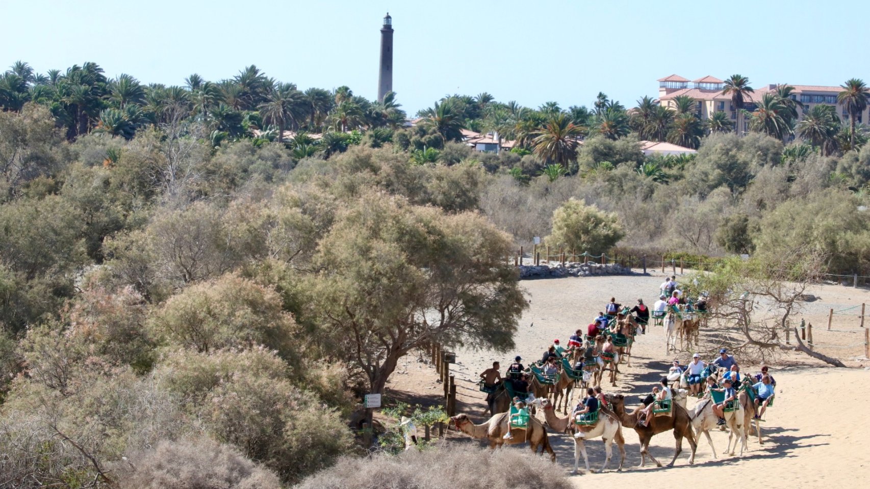 Camellos en las Dunas de Maspalomas